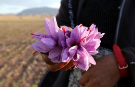 Iranian women pick up saffron flowers at a field in Khorasan province of northeastern Iran on November 11, 2018. - The delicate purple leaves of the Crocus sativus plant hold just three or four of the even more delicate red stamen, better known as saffron, that sprouts for just 10 days a year. These tiny filaments are currently selling in local markets for 90 million rials per kilo -- about $700 on Iran's volatile exchanges -- and perhaps four times higher abroad. (Photo by ATTA KENARE / AFP)
